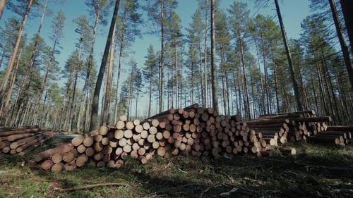 Pine Logs Forest Boards Lumberjack Feller Loggers Work Forest Road