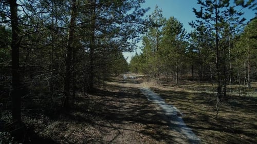 Forest Pine Road Tree