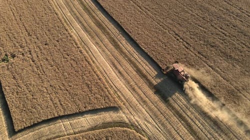 Combine Harvester Harvests In The Field