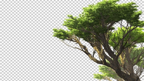 Wind Blown Green Tree Animated on Alpha Channel