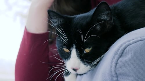 Happy Cat Lies near Person