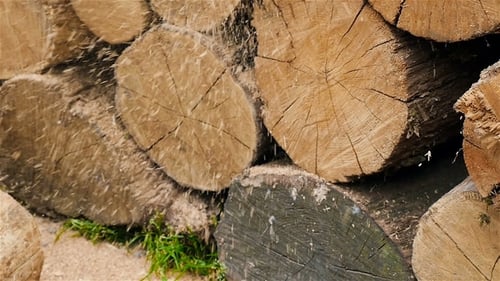 Close Up Logs with Falling Sawdust and Grass