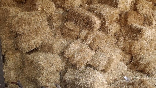 Large Haystack in the Barn on the Farm