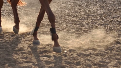 Legs of Horse in Training at Horse Farm