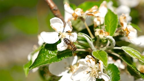 Honeybee Collects Pollen from Blooming Flowers