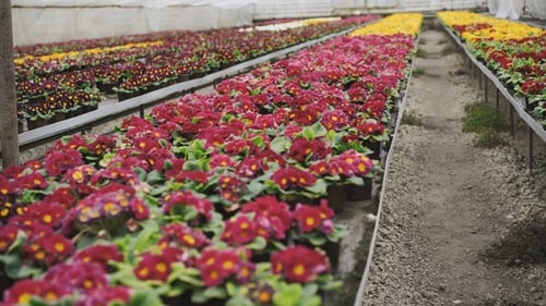 Ansicht von Flower Greenhouse