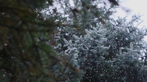 Fallender Schnee, Schneefall im Fichtenkiefernwald-Wunderland, Winter