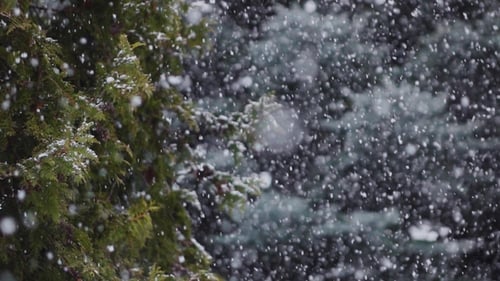 Fallender Schnee, Schneefall im Fichtenkiefernwald-Wunderland, Winter