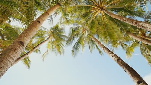 Tall Palm Trees Swaying in a Tropical Breeze