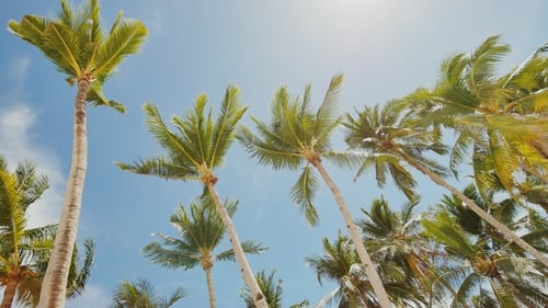 Palm Trees Against the Background of a Light Blue Sky in Clear Weather