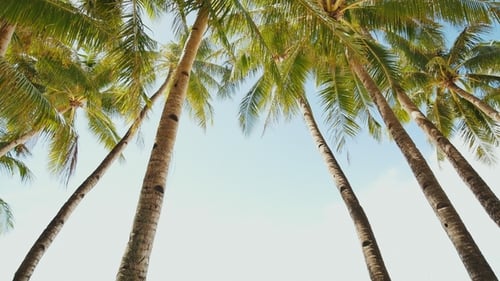 Beautiful Palm Trees Against Blue Sky at Tropical Beach