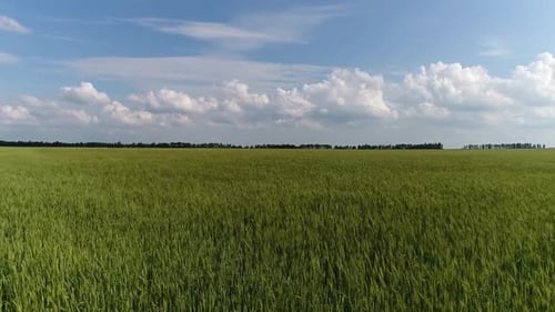 Moving Forward Over a Grain Field Russia