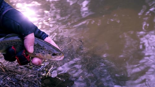 Releasing Brown Trout Back into Stream