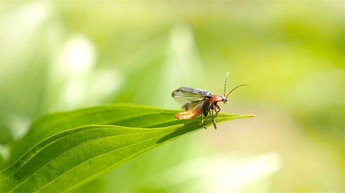 The Soldier Beetle Takes Off From a Green Leaf