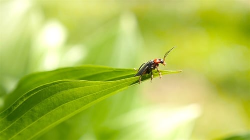 The Soldier Beetle Sits on a Green Leaf