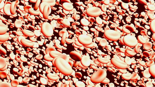 Erythrocytes of Blood