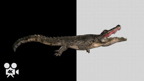 4K Crocodile - Alligator Attack
