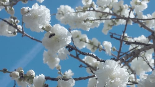 White Blossoms and Bee on a Bright Day