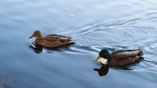 Les canards nagent dans le lac et débarquent en automne