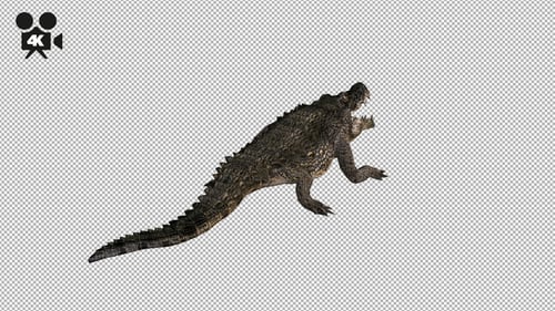 4K Crocodile - Alligator Attack - Back View