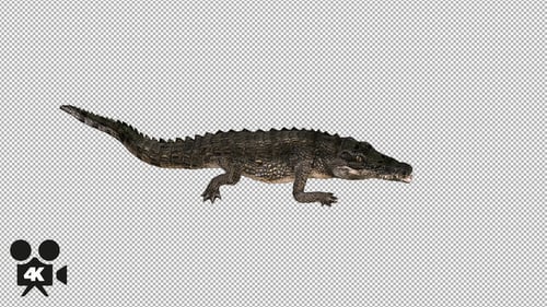 4K Crocodile - Alligator Attack - Top View