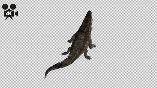 4K Crocodile - Alligator Eating - Back View