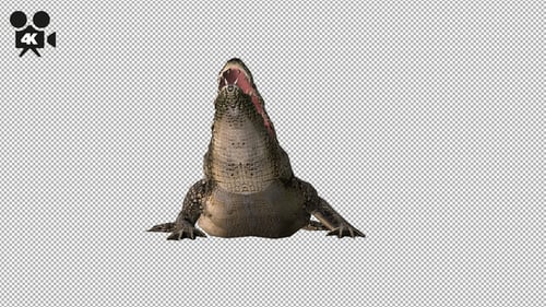4K Crocodile - Alligator Eating - Front View