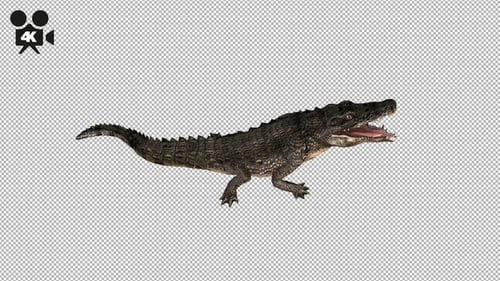 4K Crocodile - Alligator Eating - Top View