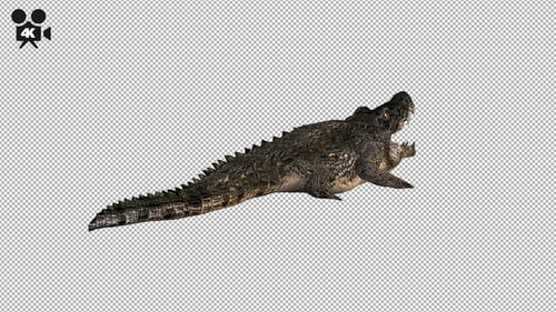 4K Crocodile - Alligator Rolling - Back View