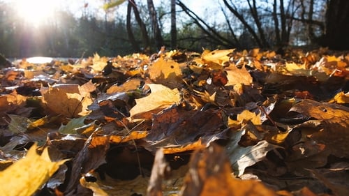 Falling Leaves in the Autumn Forest at Sunset