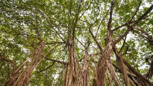 Rays of Light Shine Through the Banyan Tree in the Jungles. Ayala Triangle Park in Manila