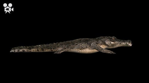 4K Crocodile - Alligator Walk