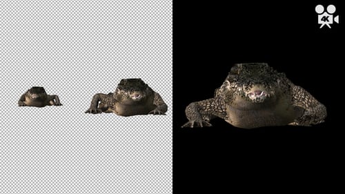 4K Crocodile - Alligator Walking to Camera