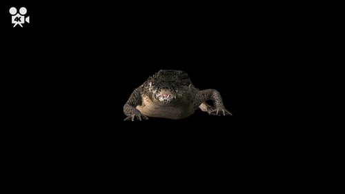 4K Crocodile - Alligator geht zur Kamera