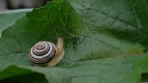 Garden Snail Crawls on Green Leaf
