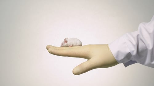 Close Up of White Mouse on Gloved Hand