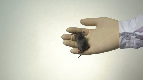 Small Mouse Held in Gloved Hand