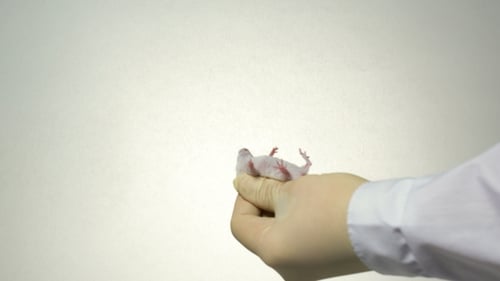 Syringe Injecting Small White Mouse in Lab