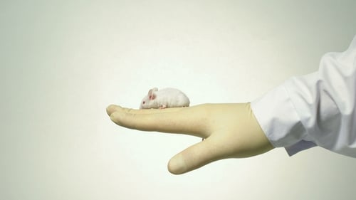 White Mouse Sitting on Palm of Gloved Hand