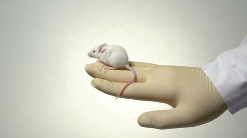Close up of Mouse on Gloved Hand in Lab