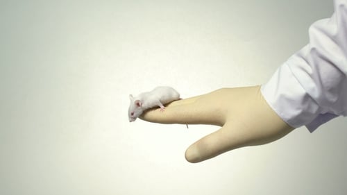 White Mouse on Gloved Hand, Close Up