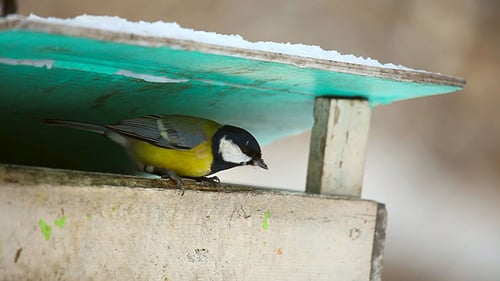 Birds in the park 5