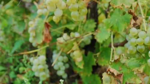 Cachos de uvas brancas maduras. Vineyard Near Lake Ontario, Estados Unidos