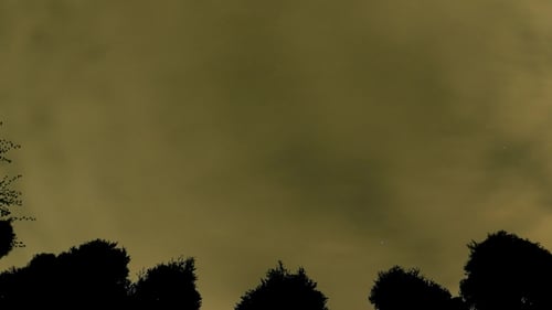 Über 7 Nächte von Sternen und Wolken, die sich am Nachthimmel über der Gattung Thujas bewegen