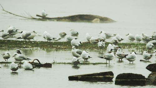 Flock of Birds Gathering in Shallow Water