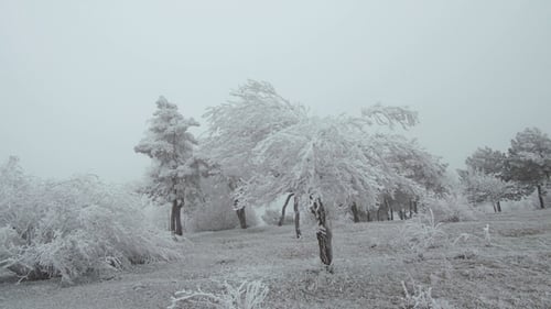 Snow-covered Mountain Glade. Windy and Foggy Weather. The Trees and Shrubs Are Covered with a Thick