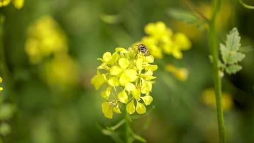 Bee Collects Nectar From Mustard Rapeseed Flower