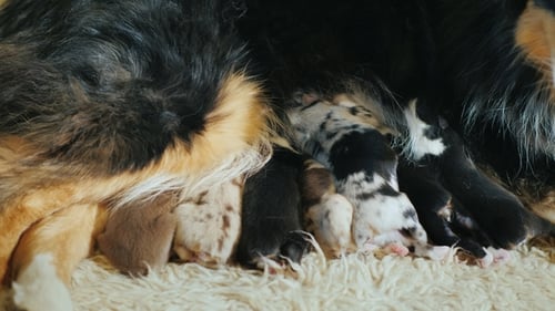 Ein großer Schäferhund füttert Welpen. Liegt auf einem weichen Teppich auf dem Boden