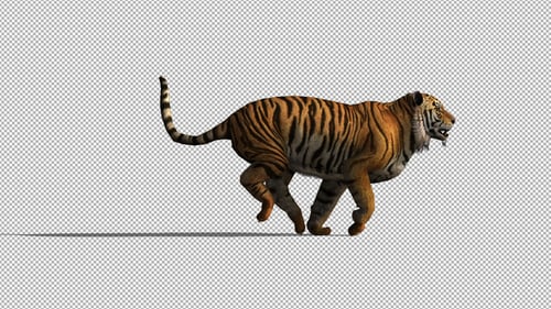 4K Tigerlauf