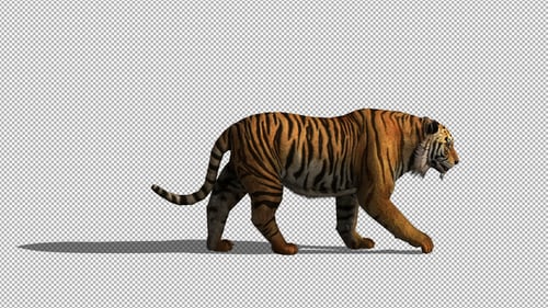 Caminhada do Tigre 4K
